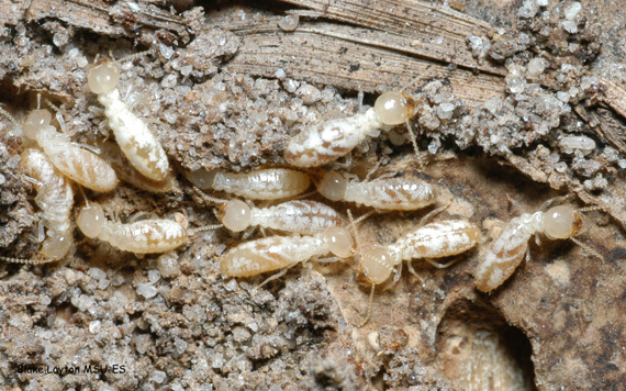 Species of Termites in Mississippi | Mississippi State University